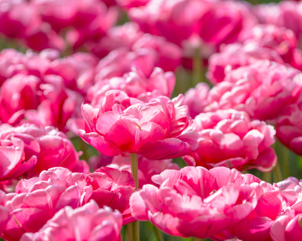 Tulip 'Wedding Gift'