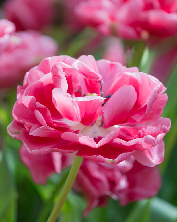 Tulip 'Wedding Gift'