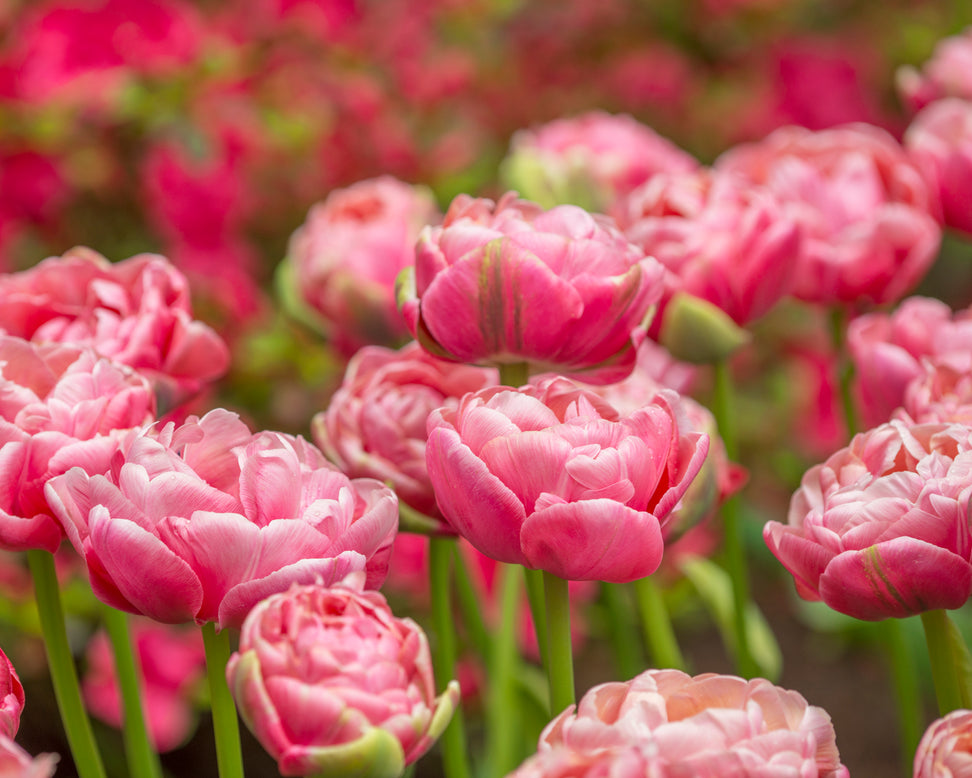Tulip 'Wedding Gift'