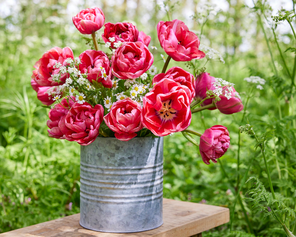 Tulip 'Wedding Gift'