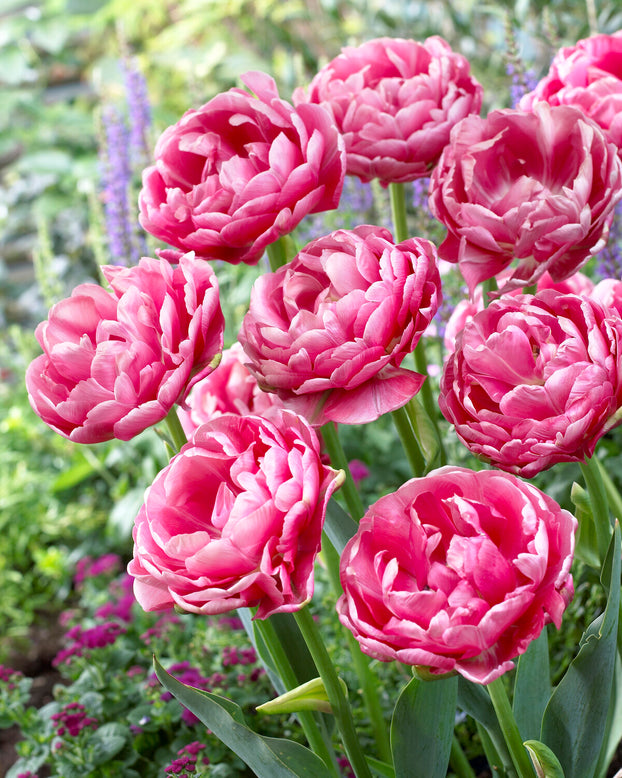 Tulip 'Wedding Gift'