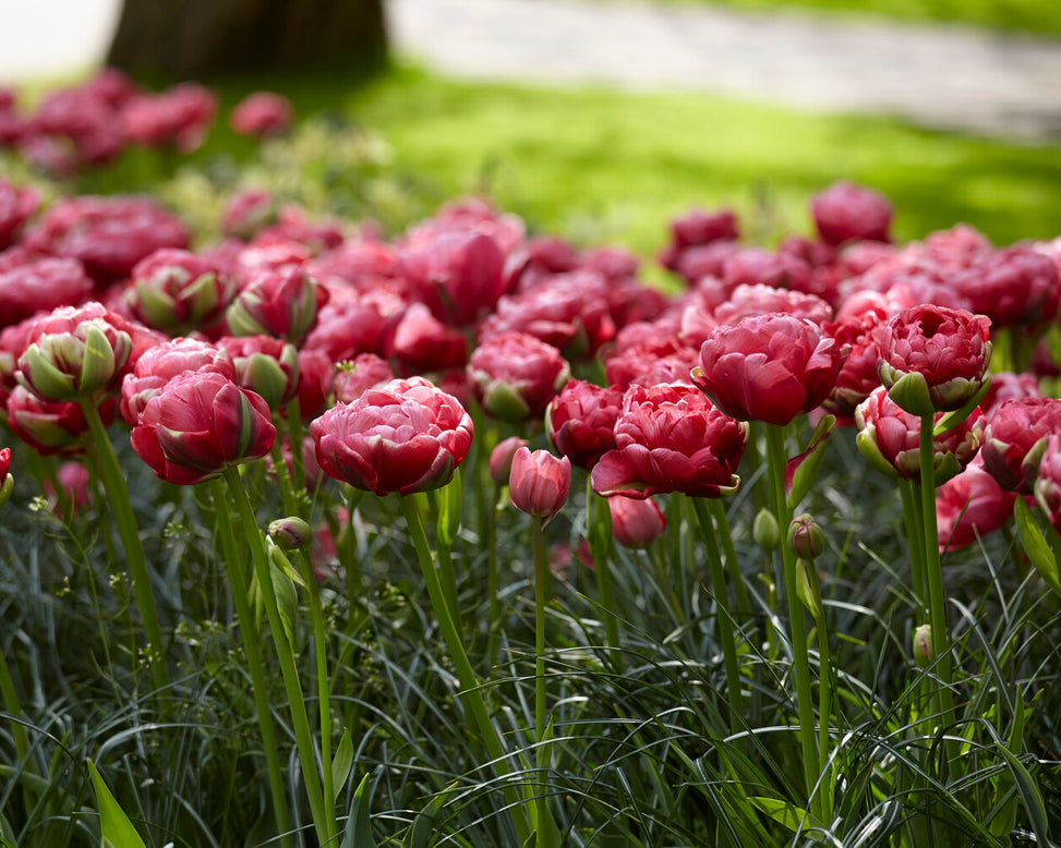 Tulip 'Wedding Gift'