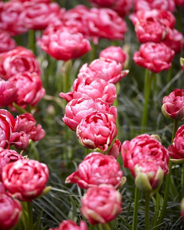 Tulip 'Wedding Gift'