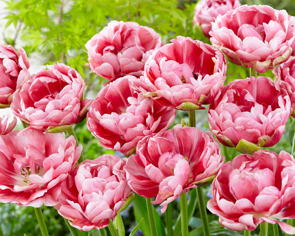 Tulip 'Wedding Gift'