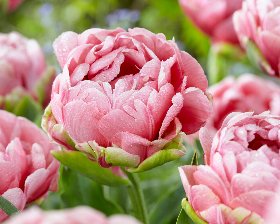 Tulip 'Wedding Gift'