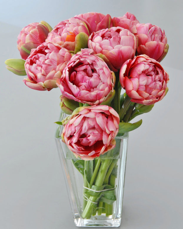 Tulip 'Wedding Gift'