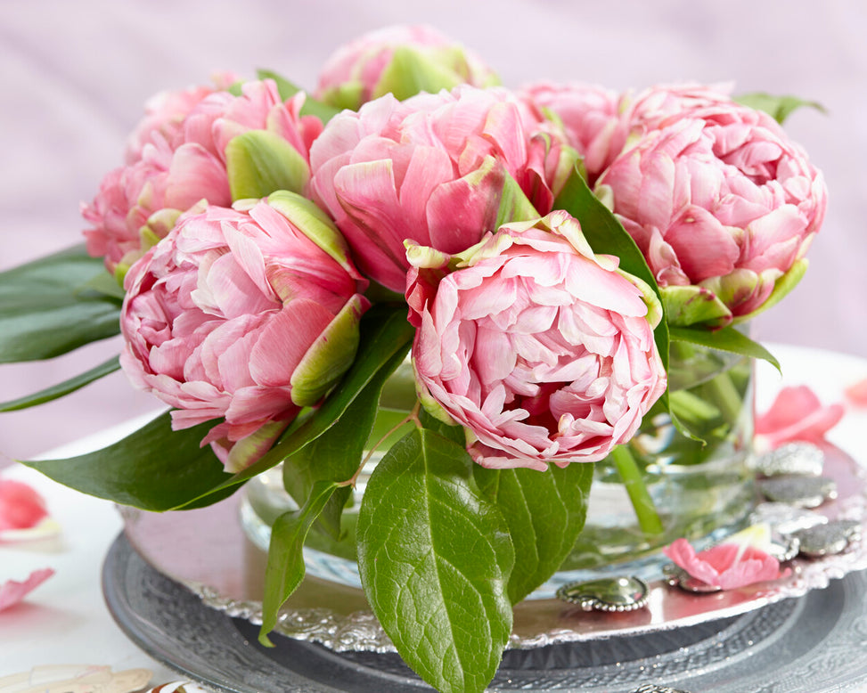 Tulip 'Wedding Gift'