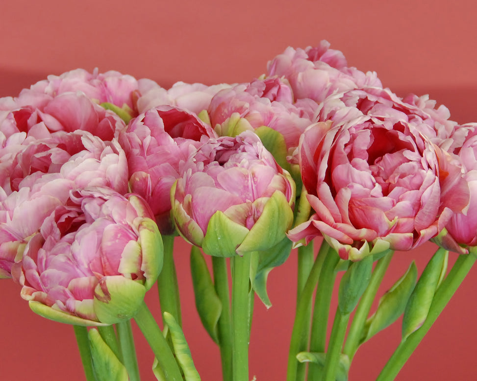 Tulip 'Wedding Gift'