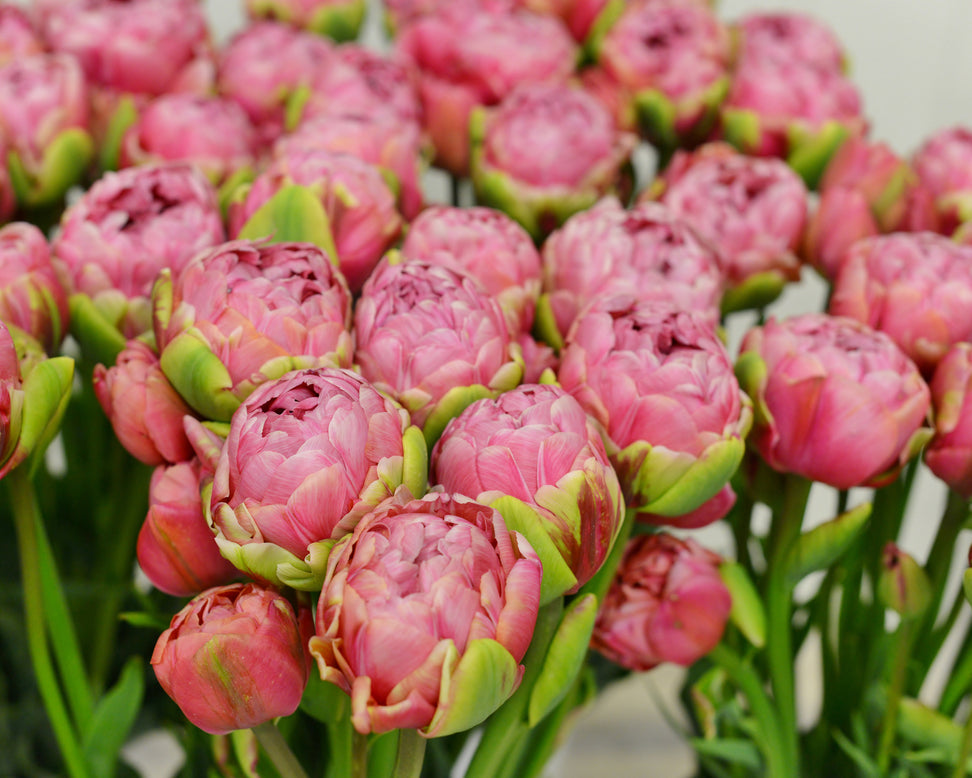 Tulip 'Wedding Gift'