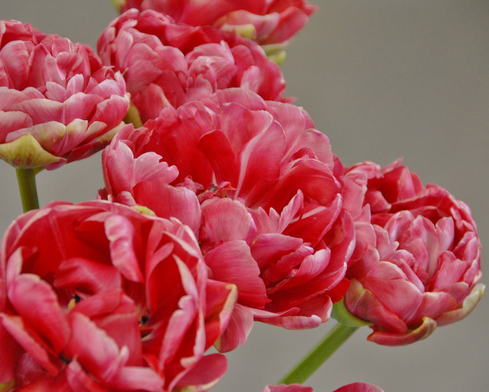Tulip 'Wedding Gift'