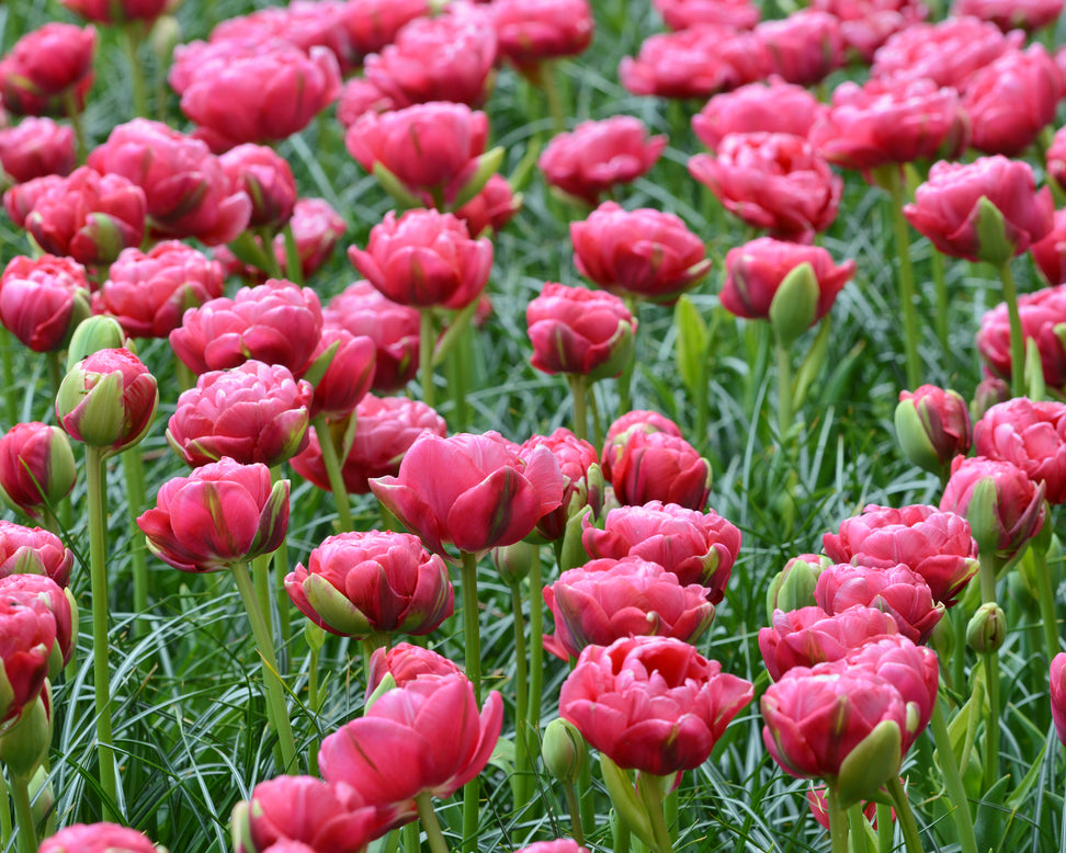 Tulip 'Wedding Gift'