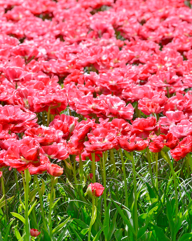 Tulip 'Wedding Gift'