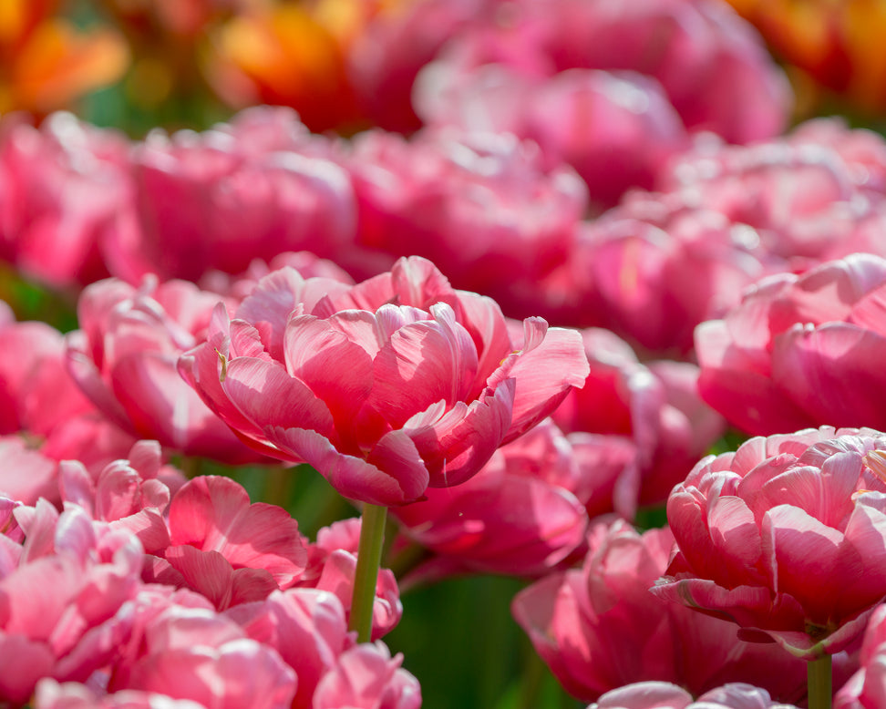 Tulip 'Wedding Gift'