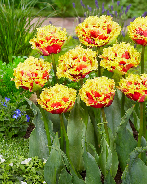 Tulip 'Baroque Fire'