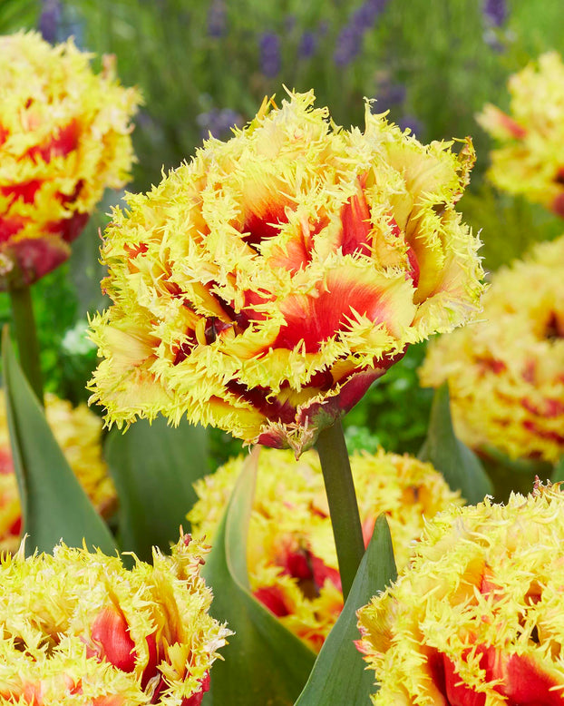 Tulip 'Baroque Fire'