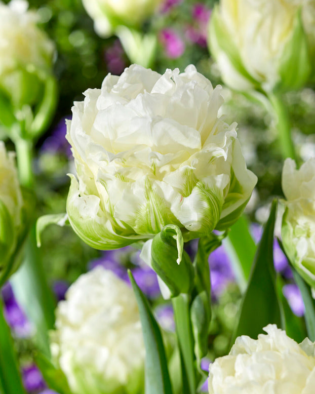 Tulip 'Whipped Cream'