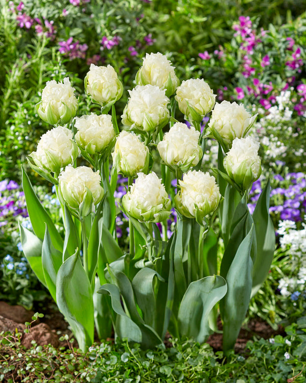 Tulip 'Whipped Cream'