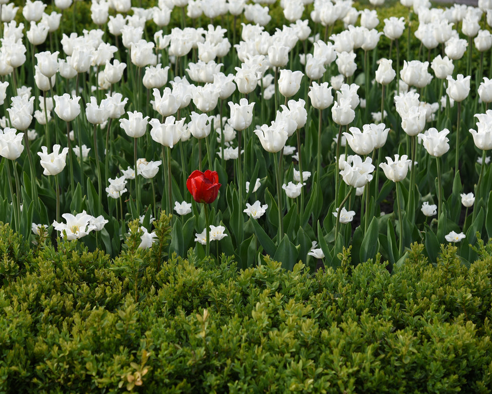 Tulip 'White Liberstar'