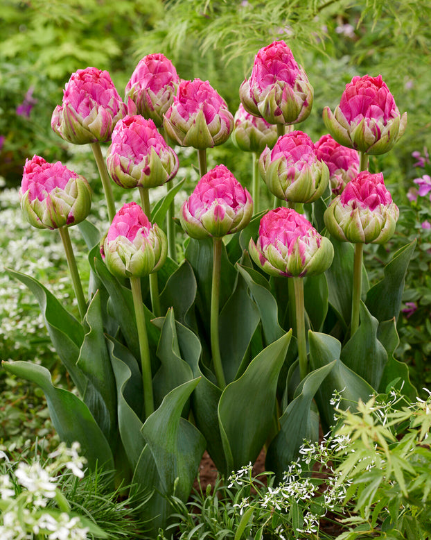 Tulip 'Wicked in Pink'