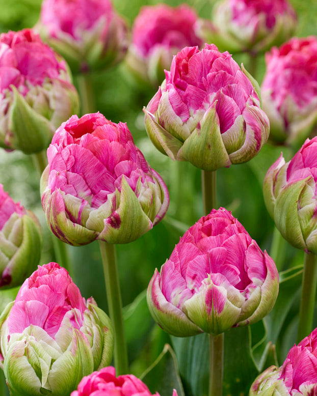 Tulip 'Wicked in Pink'