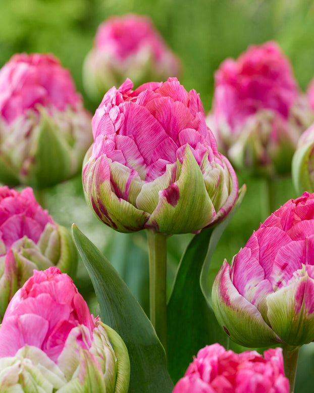 Tulip 'Wicked in Pink'