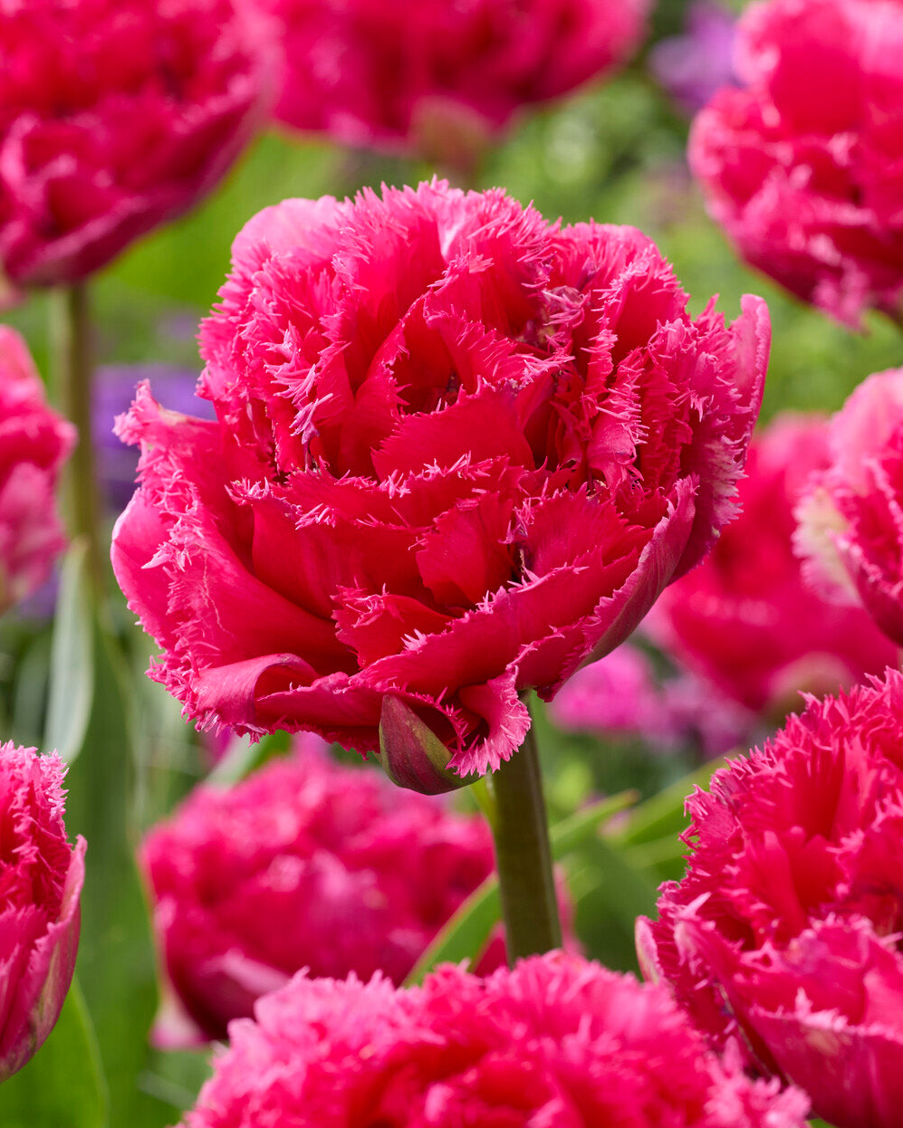 Tulip 'Wind of Change'