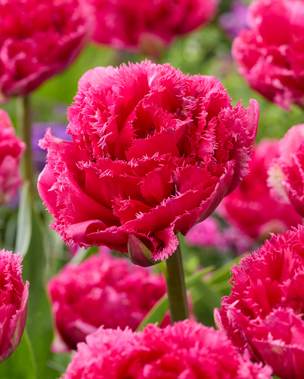 Tulip 'Wind of Change'