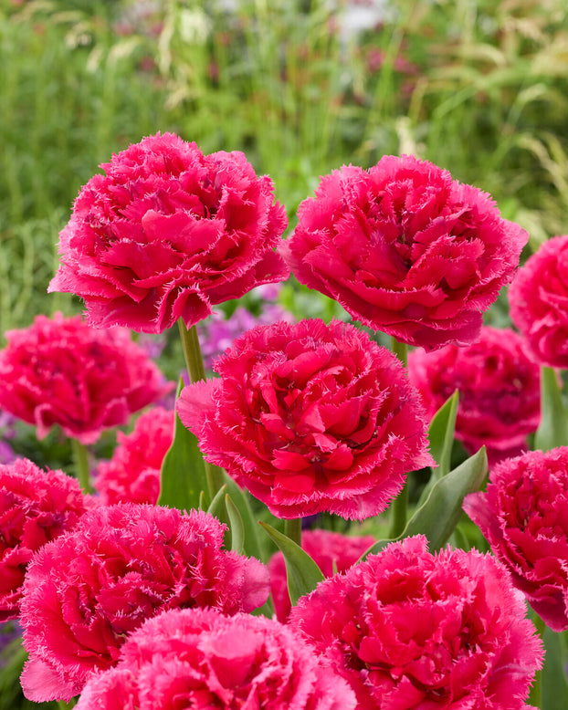Tulip 'Wind of Change'