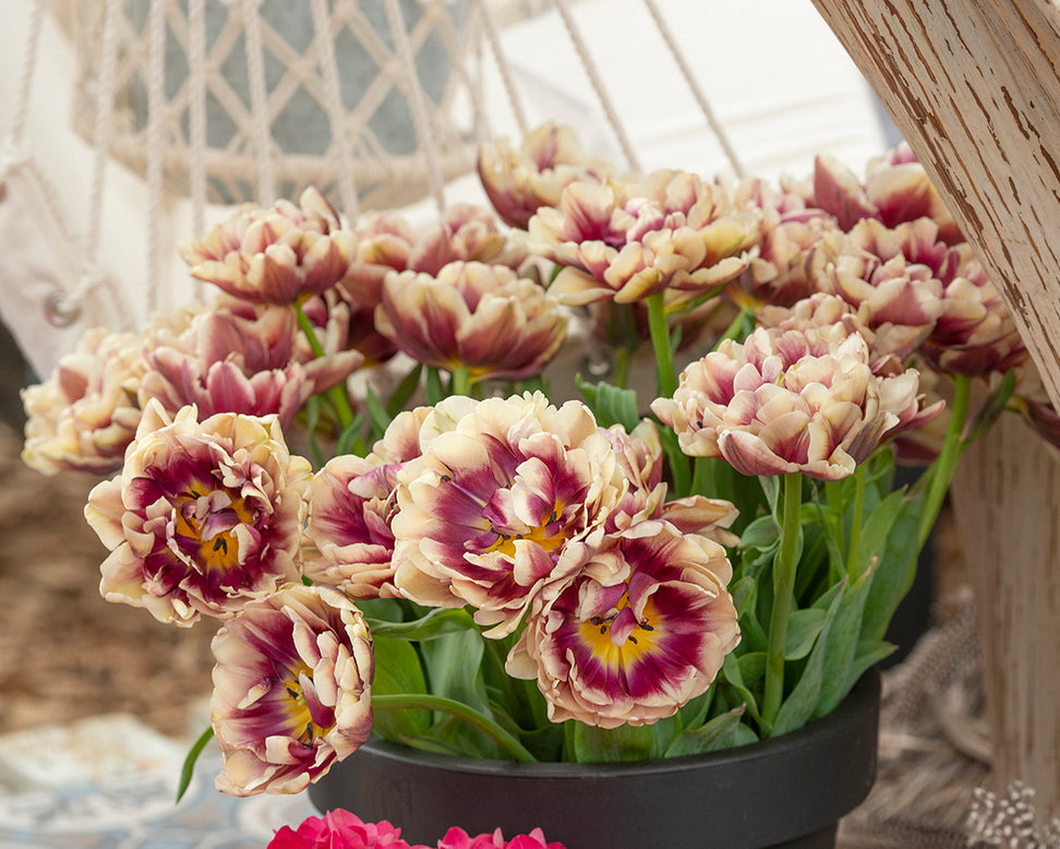 Tulip 'Wyndham'