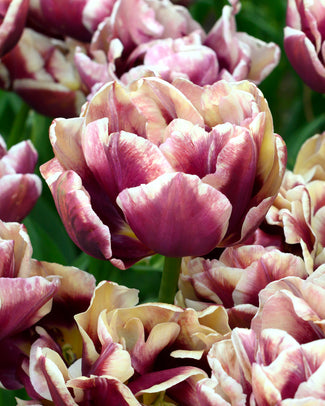 Tulip 'Wyndham'