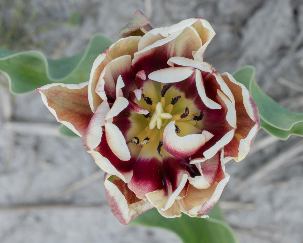 Tulip 'Wyndham'