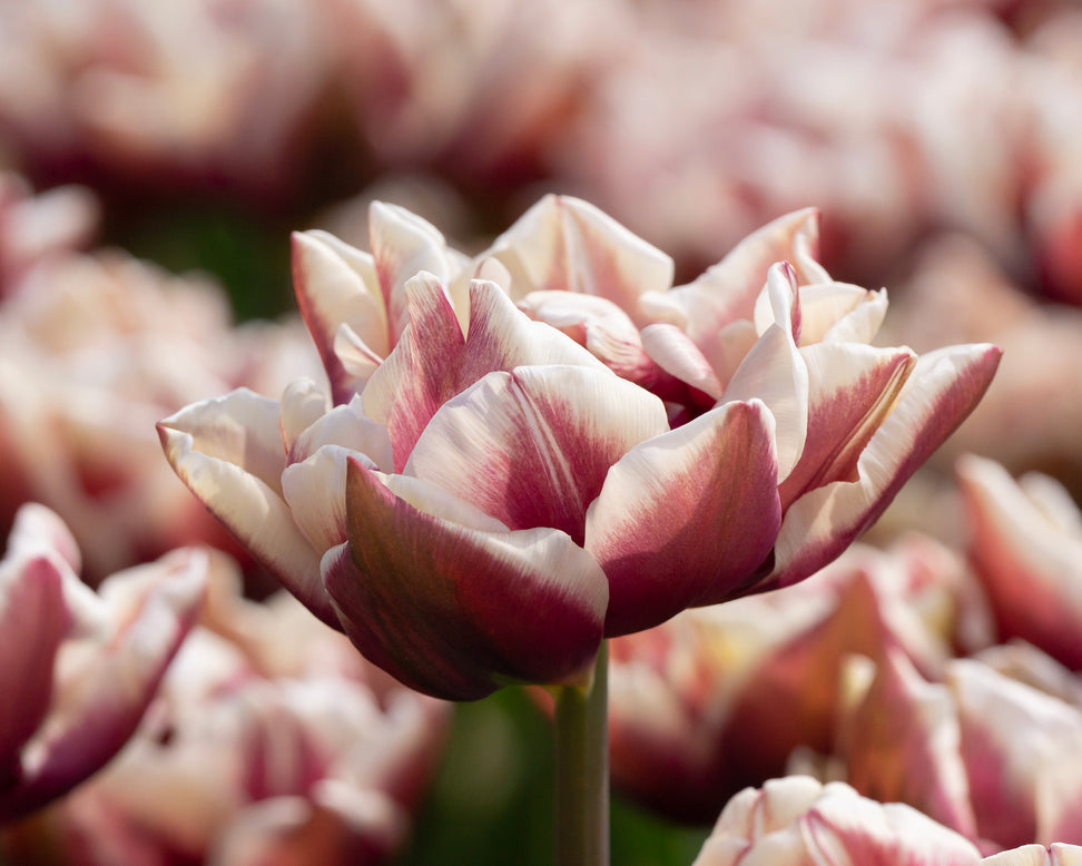 Tulip 'Wyndham'