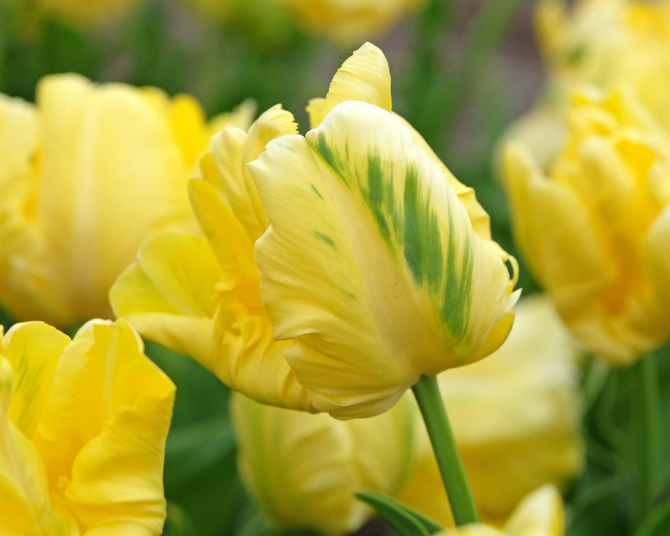 Tulip 'Yellow Madonna'