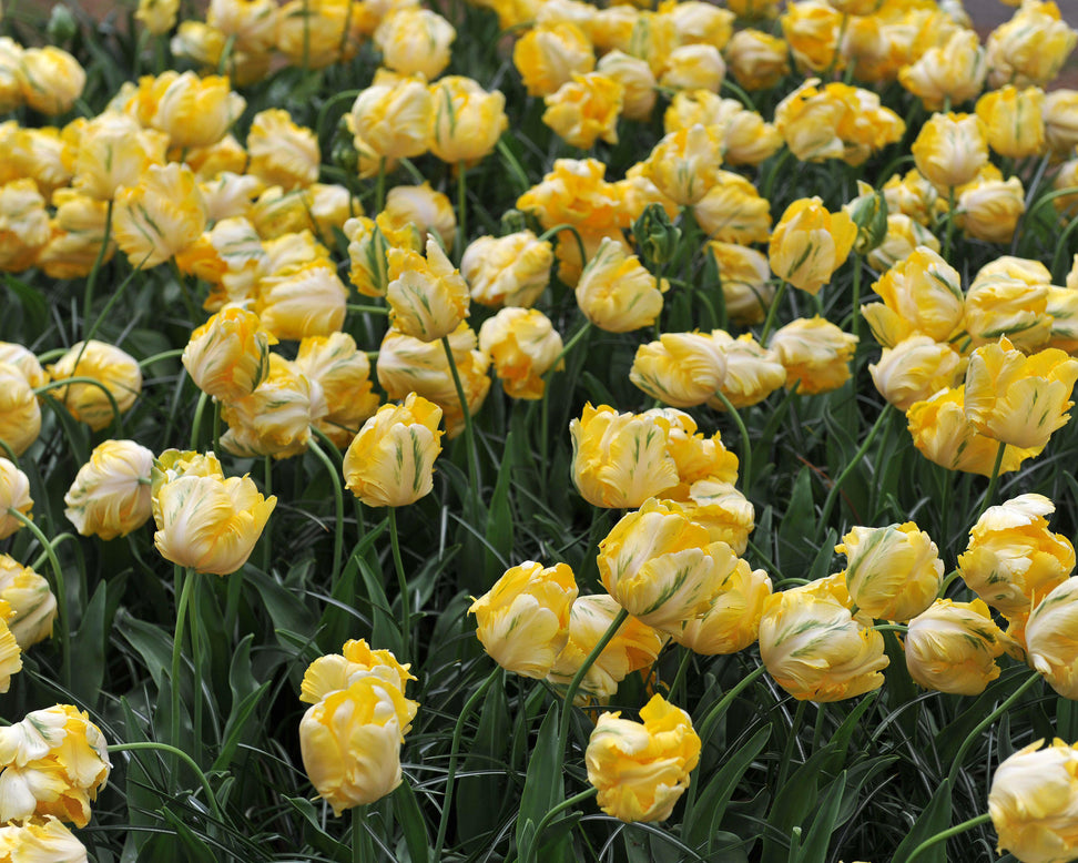 Tulip 'Yellow Madonna'