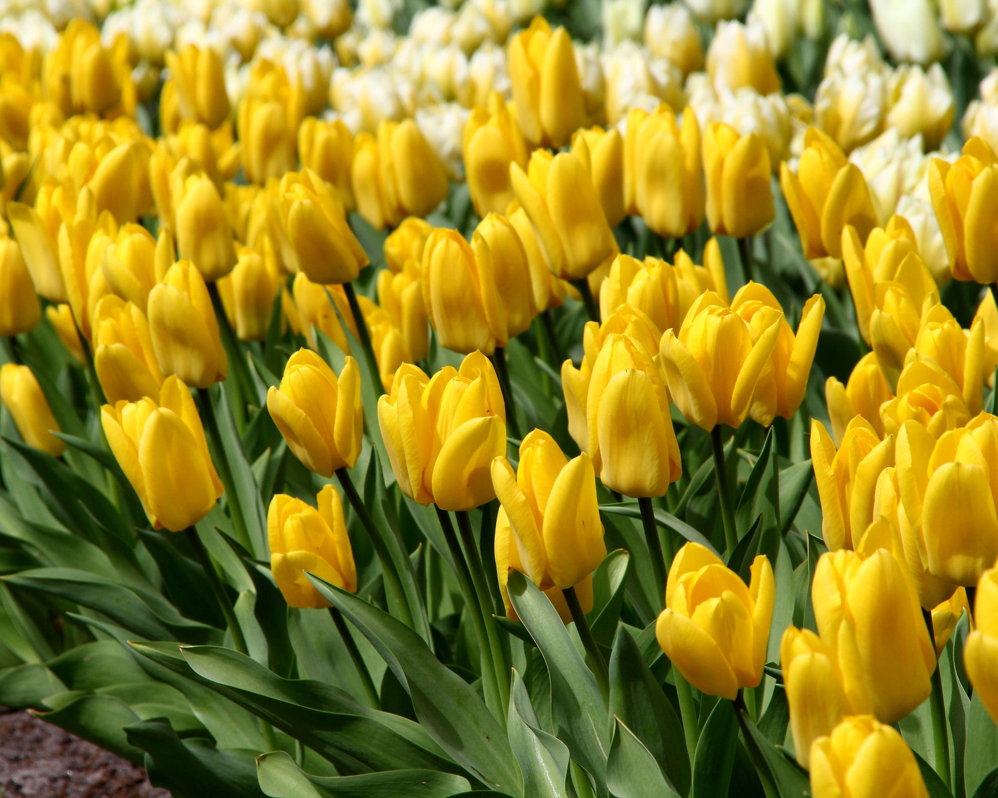 Tulip 'Yellow Emperor' bulbs — Buy online at Farmer Gracy UK