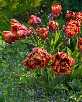 Tulip 'Brasil'