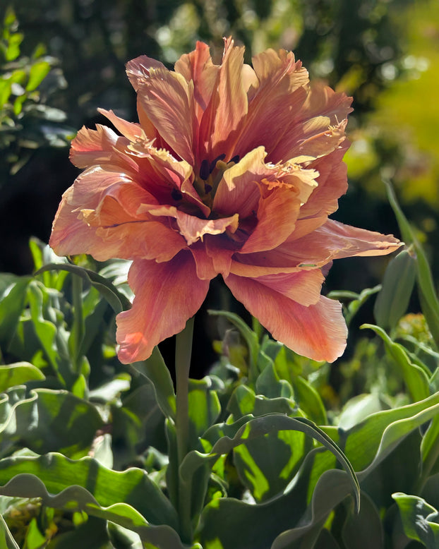 Tulip 'Callahan'
