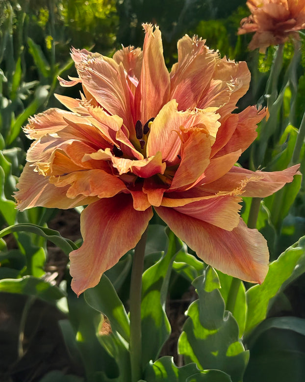 Tulip 'Callahan'