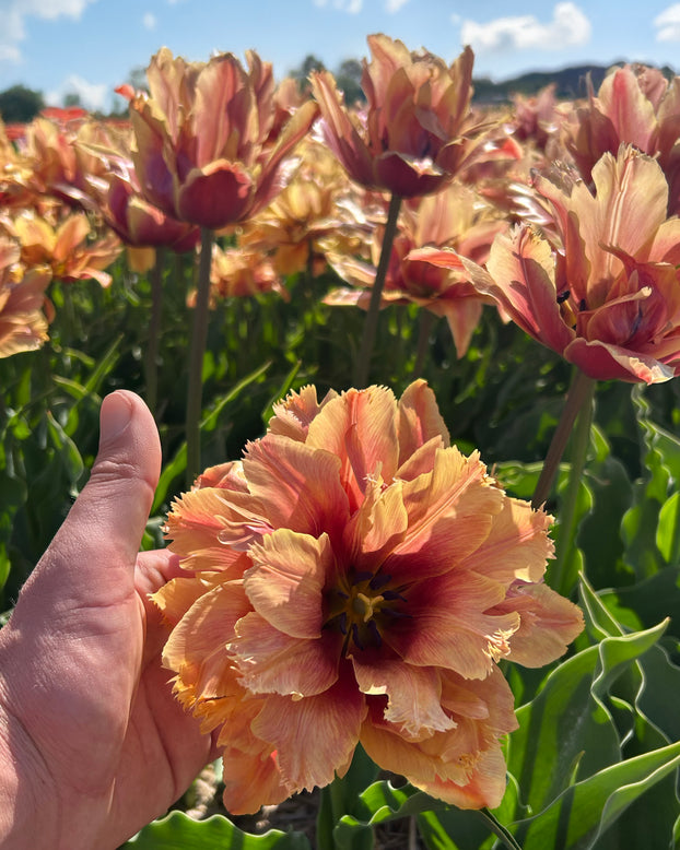 Tulip 'Callahan'