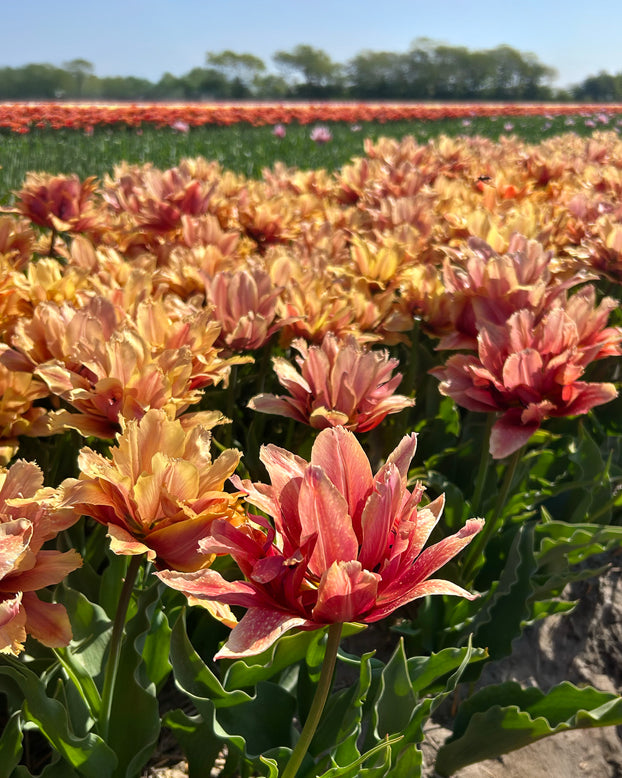 Tulip 'Callahan'