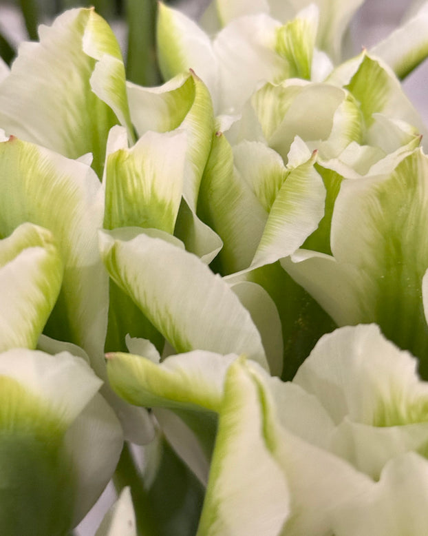 Tulip 'Green Day'