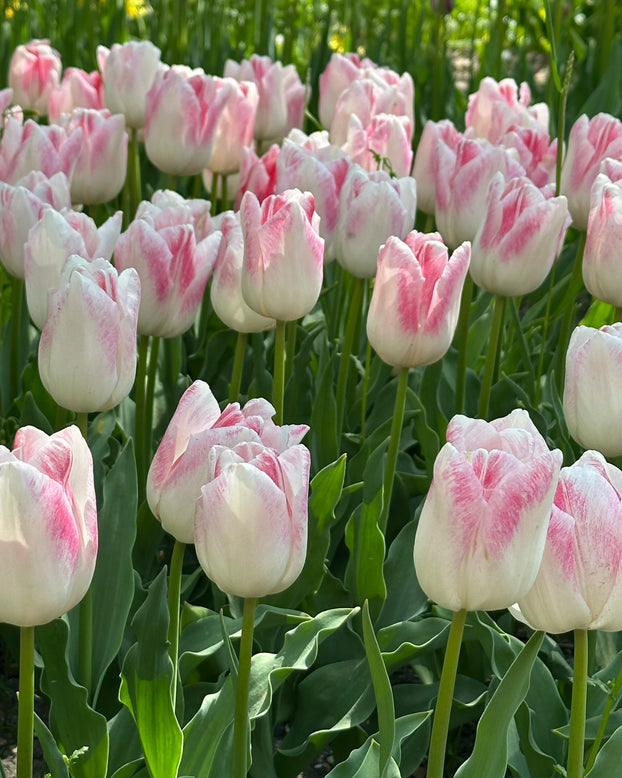 Tulip 'Kyoko Takahashi'