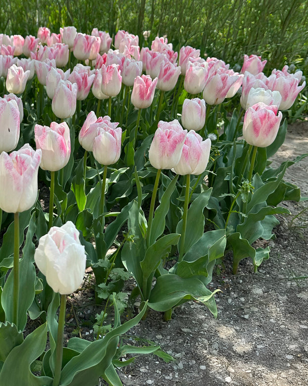 Tulip 'Kyoko Takahashi'