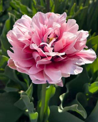 Tulip 'Love Whisper'
