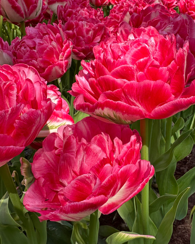 Tulip 'Marshmallow'