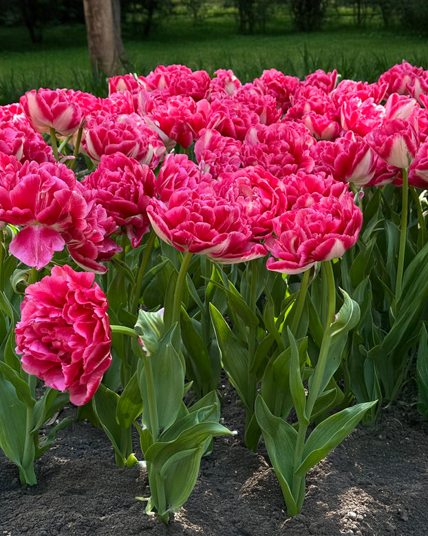 Tulip 'Marshmallow'