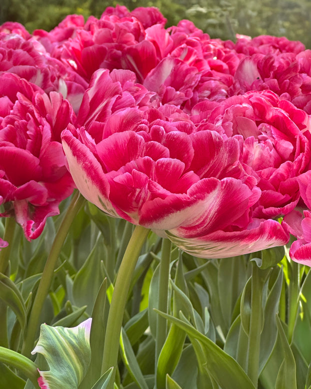 Tulip 'Marshmallow'