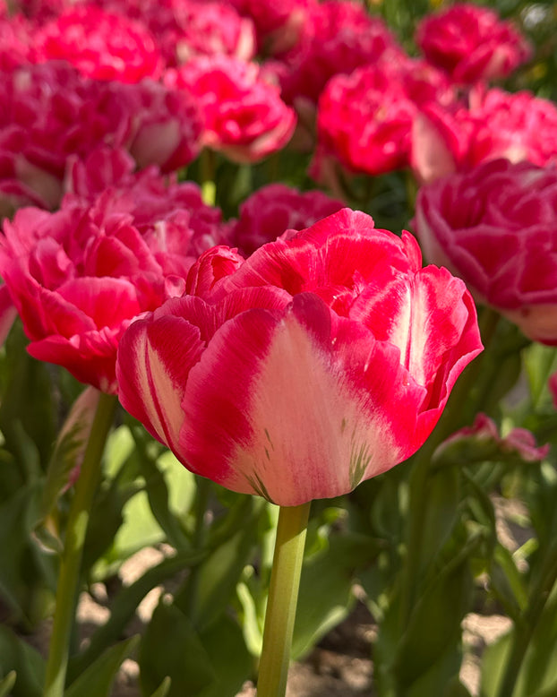 Tulip 'Marshmallow'