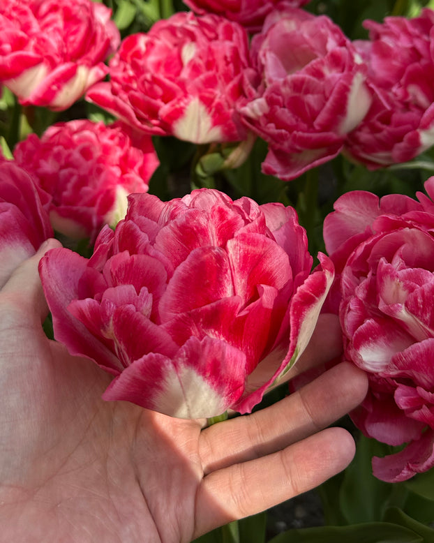 Tulip 'Marshmallow'