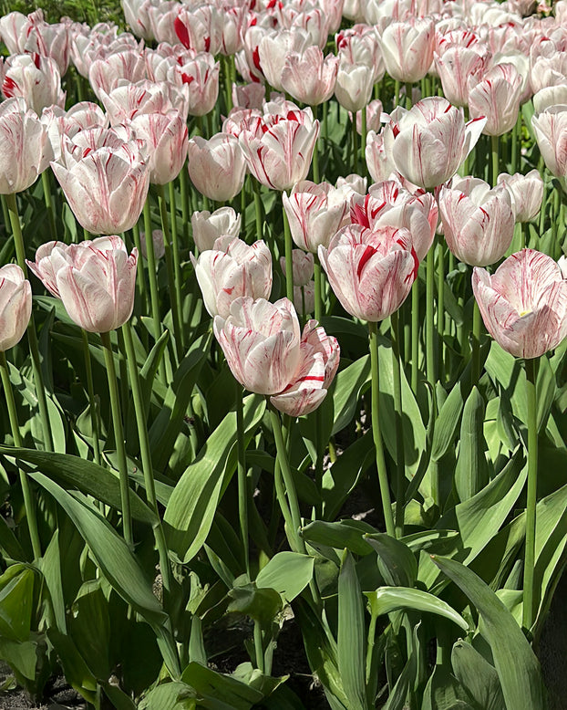 Tulip 'One Direction'